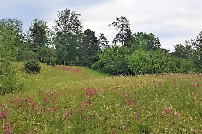 Bild på en grön och blommig hage